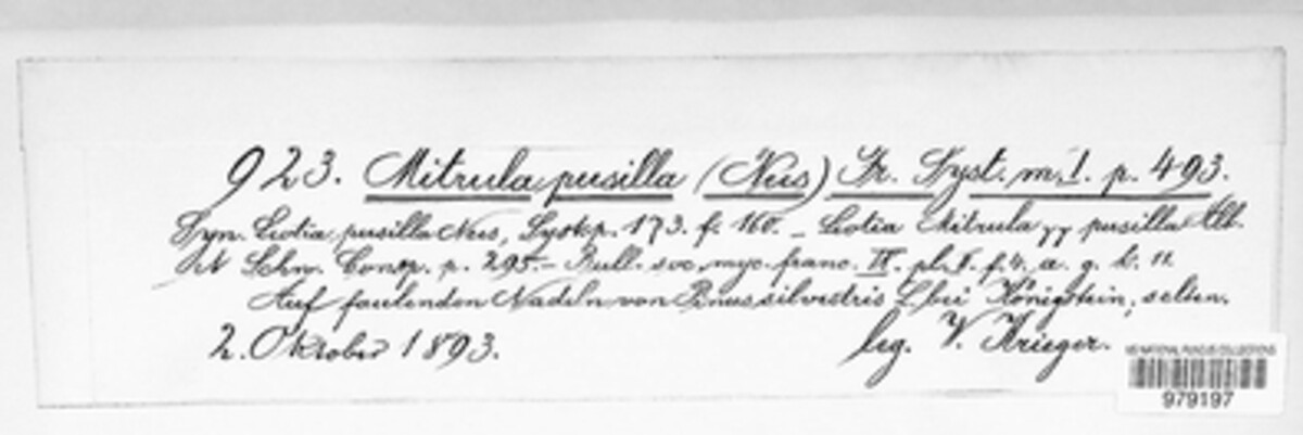 Mitrula pusilla image